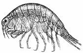 amphipod